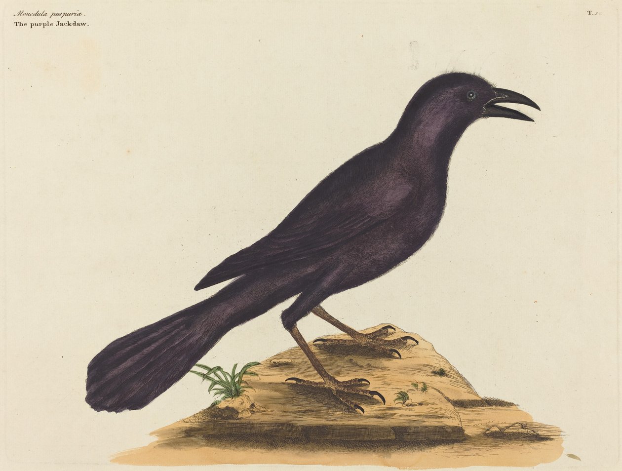 Le Choucas pourpre (Gracula Quiscula) - Mark Catesby