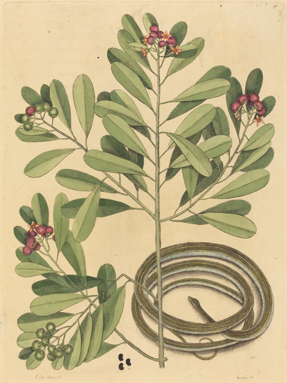 Le Serpent Ruban Coluber saurita, publié 1731-1743 - Mark Catesby