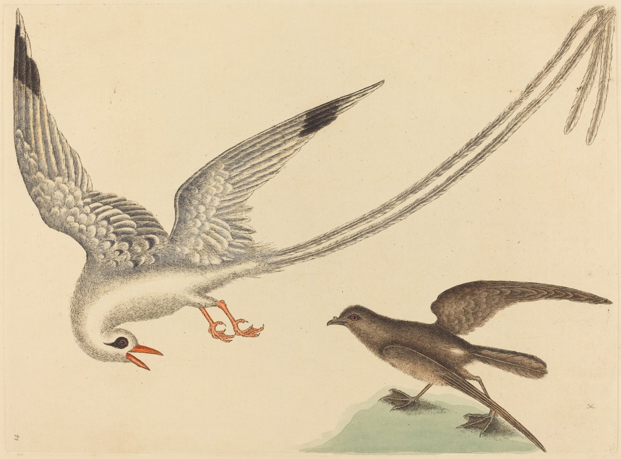 Le Moineau de riz Emberiza oryzivora, publié 1731-1743 - Mark Catesby