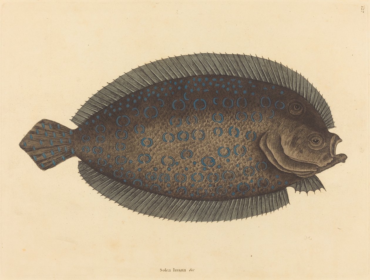 La Sole (Pleuronectes lunatus) - Mark Catesby