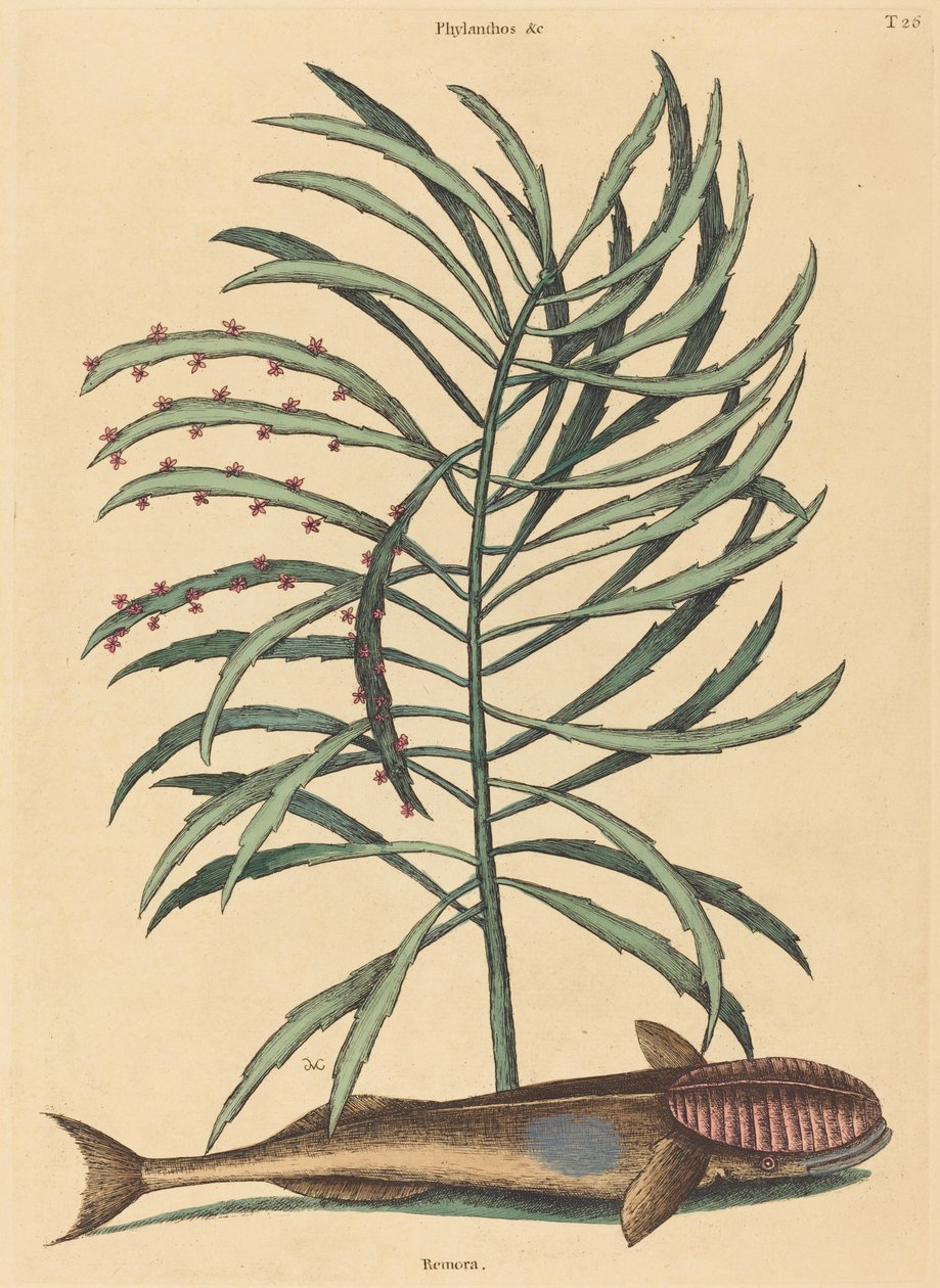 Le poisson suceur (Echeneis Naucratis) - Mark Catesby