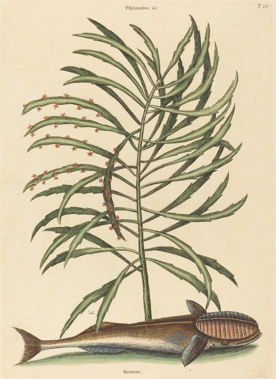 Le Poisson Suceur Echeneis naucratis - Mark Catesby