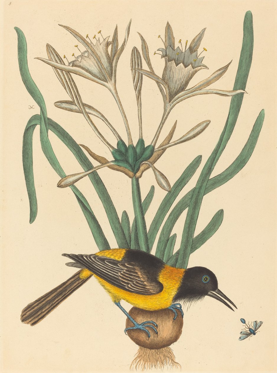 Le Pye jaune et noir Oriolus Icterus, publié 1731-1743 - Mark Catesby