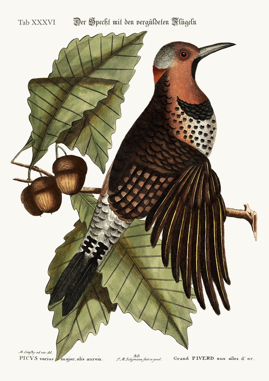 Le pic à ailes dorées, 1749-73 - Mark Catesby