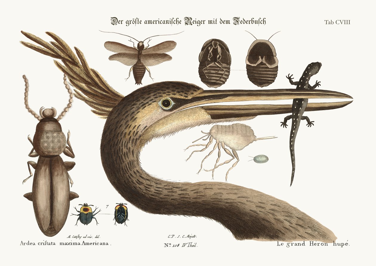 Le plus grand héron huppé, 1749-73 - Mark Catesby