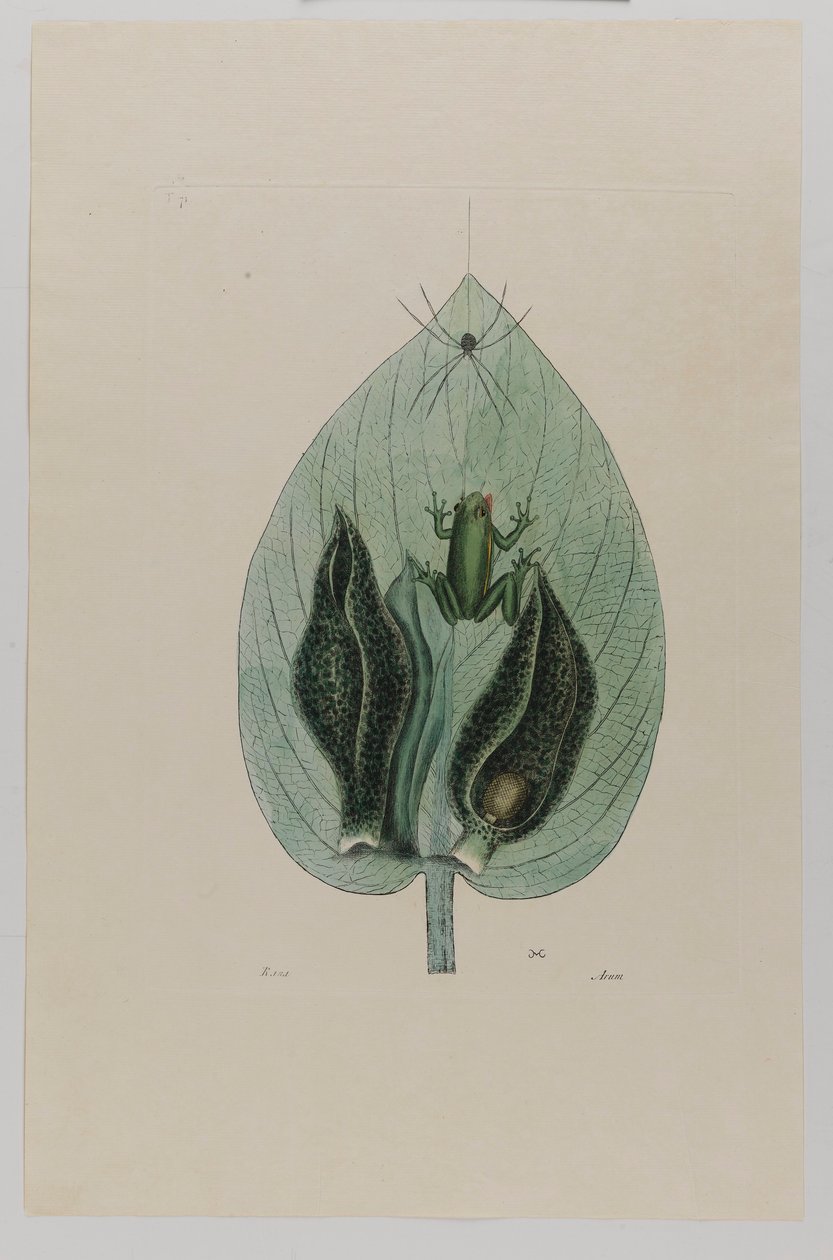 Rainette - Mark Catesby