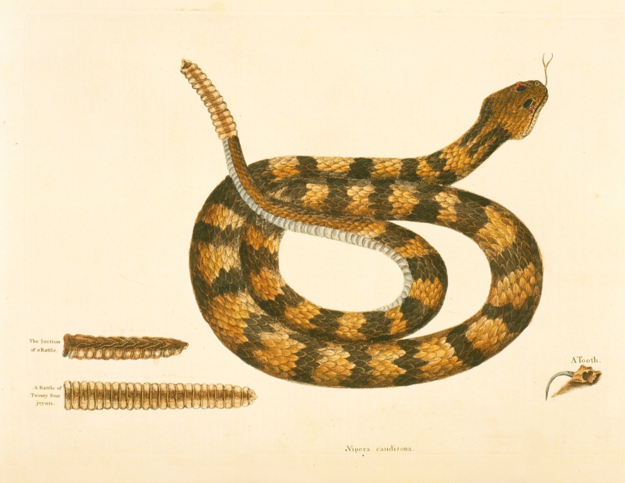 Serpent Caudison, Serpent à sonnette, planche 41, vol. 1, de 