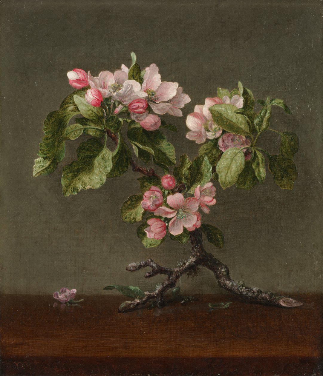 Fleurs de pommier - Martin Johnson Heade