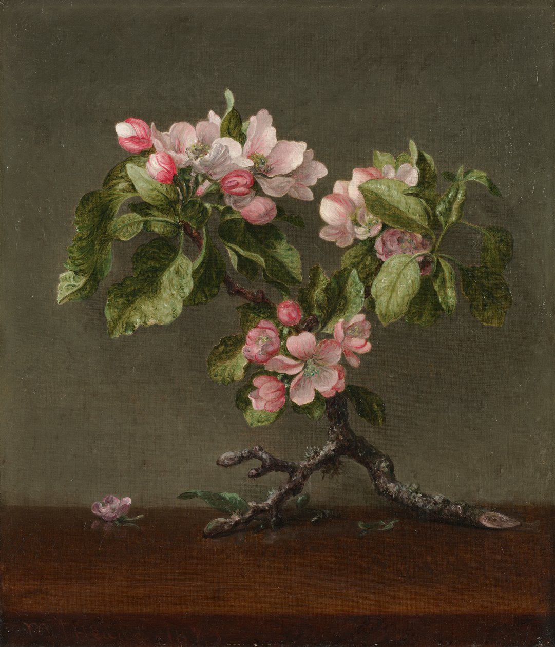 Fleurs de pommier - Martin Johnson Heade