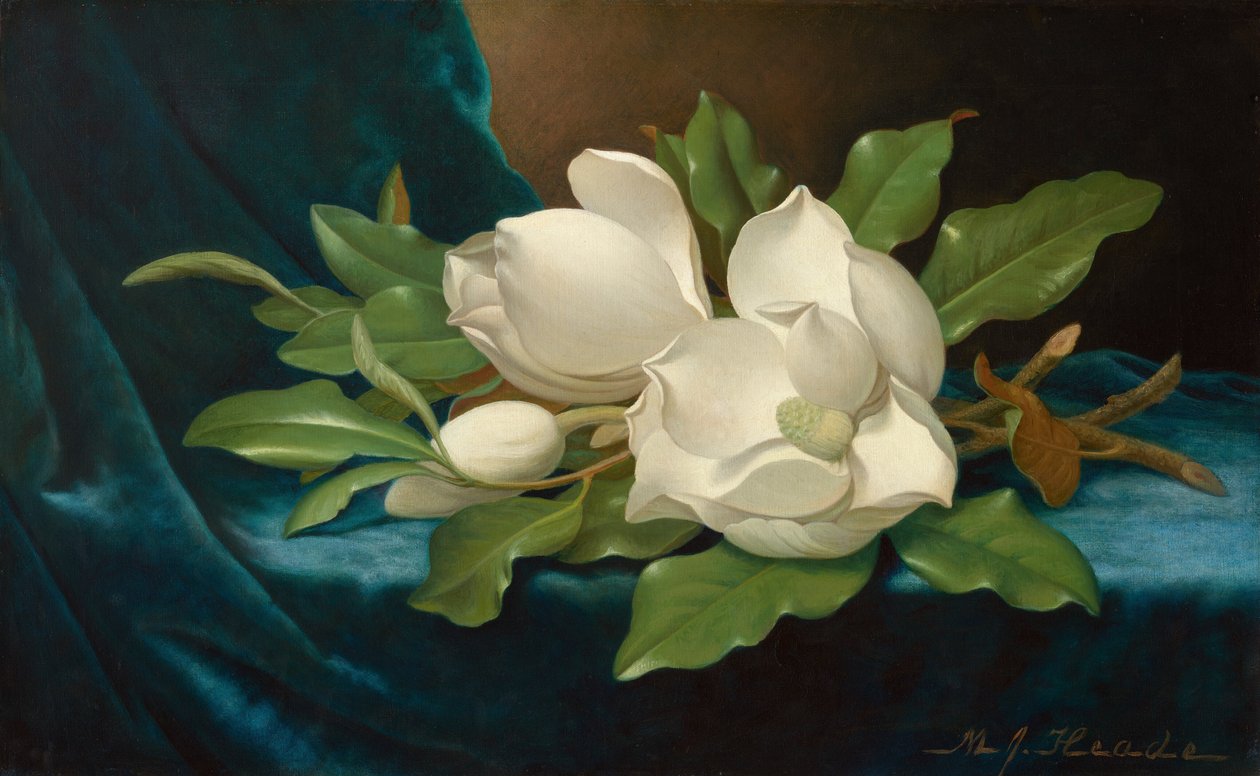 Magnolias géantes sur un tissu de velours bleu - Martin Johnson Heade