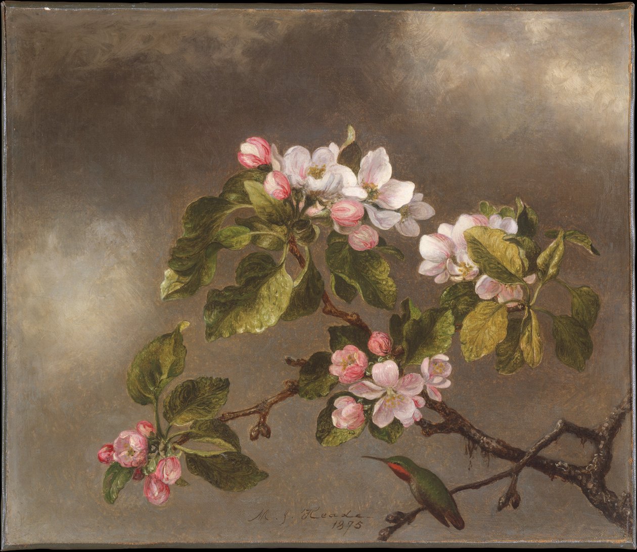 Colibri et fleurs de pommier - Martin Johnson Heade