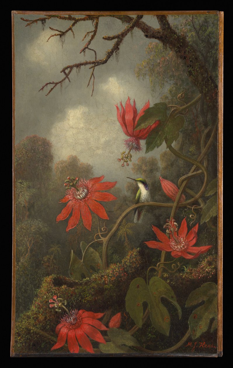 Colibri et fleurs de la passion - Martin Johnson Heade