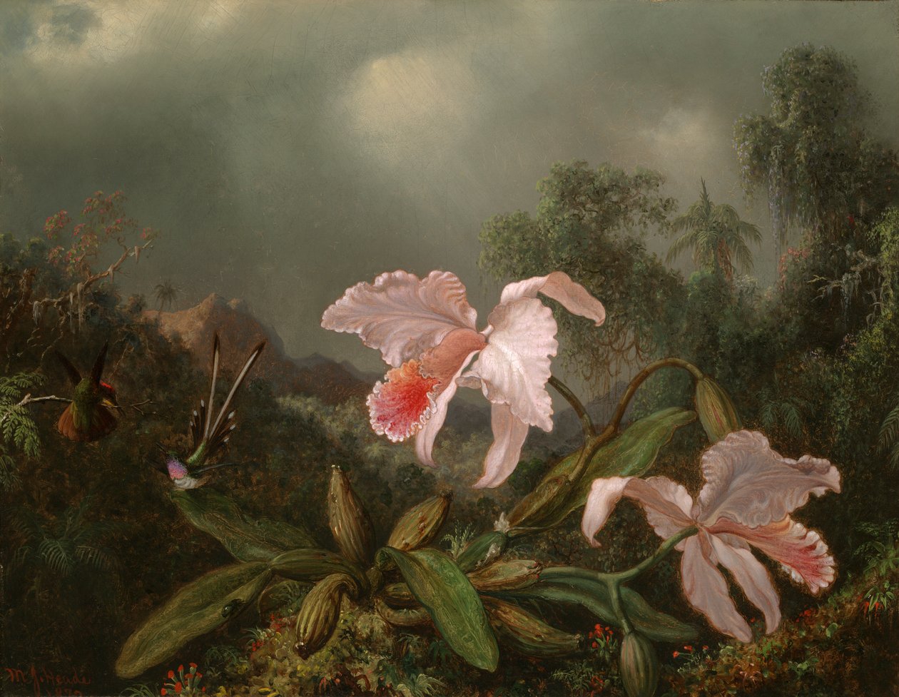 Orchidées de la jungle et colibris - Martin Johnson Heade