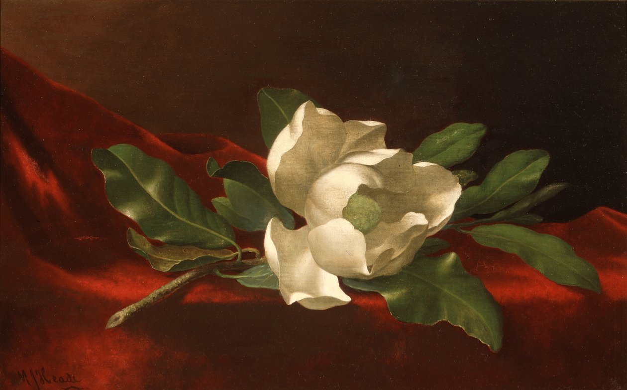 Magnolia, vers 1885-95 (huile sur toile) - Martin Johnson Heade