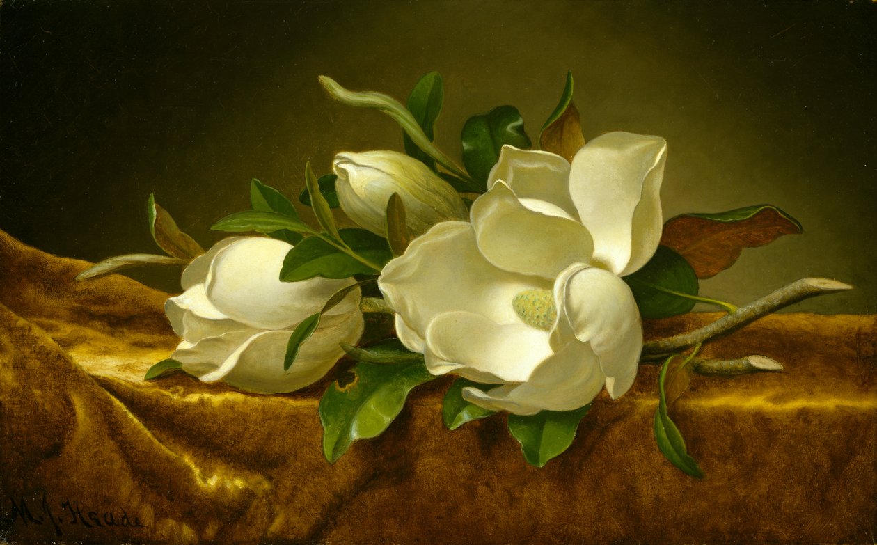 Magnolias sur tissu de velours doré, vers 1888-90 - Martin Johnson Heade