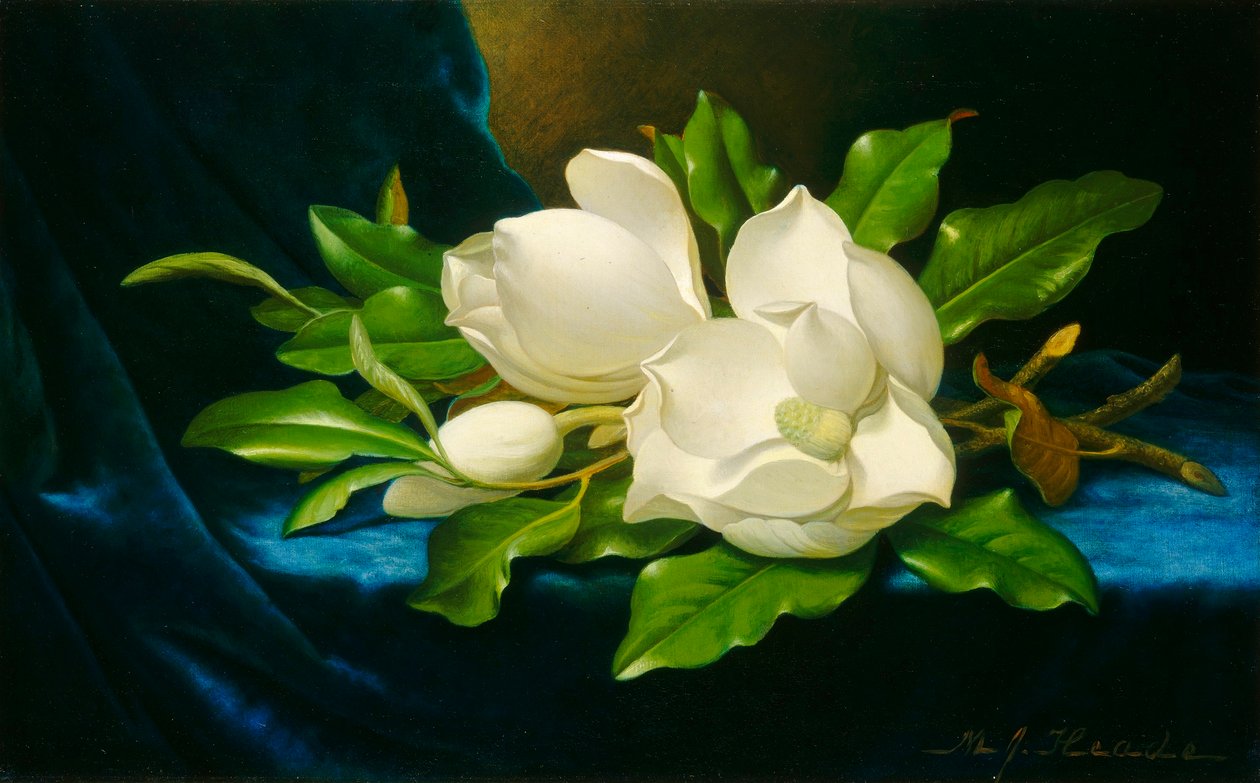 Magnolias sur un tissu de velours bleu - Martin Johnson Heade