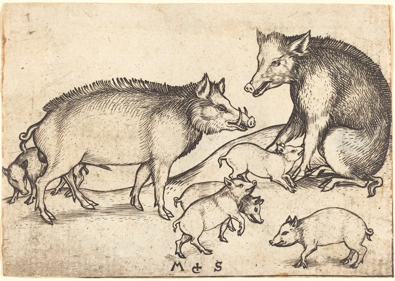 Famille de cochons - Martin Schongauer