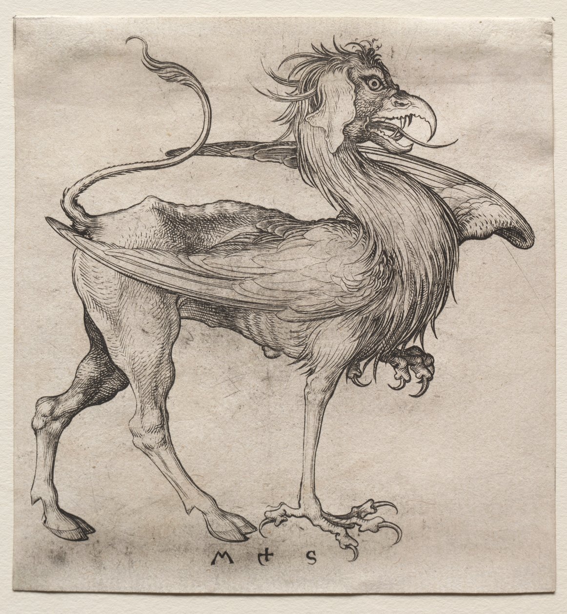 Le griffon - Martin Schongauer