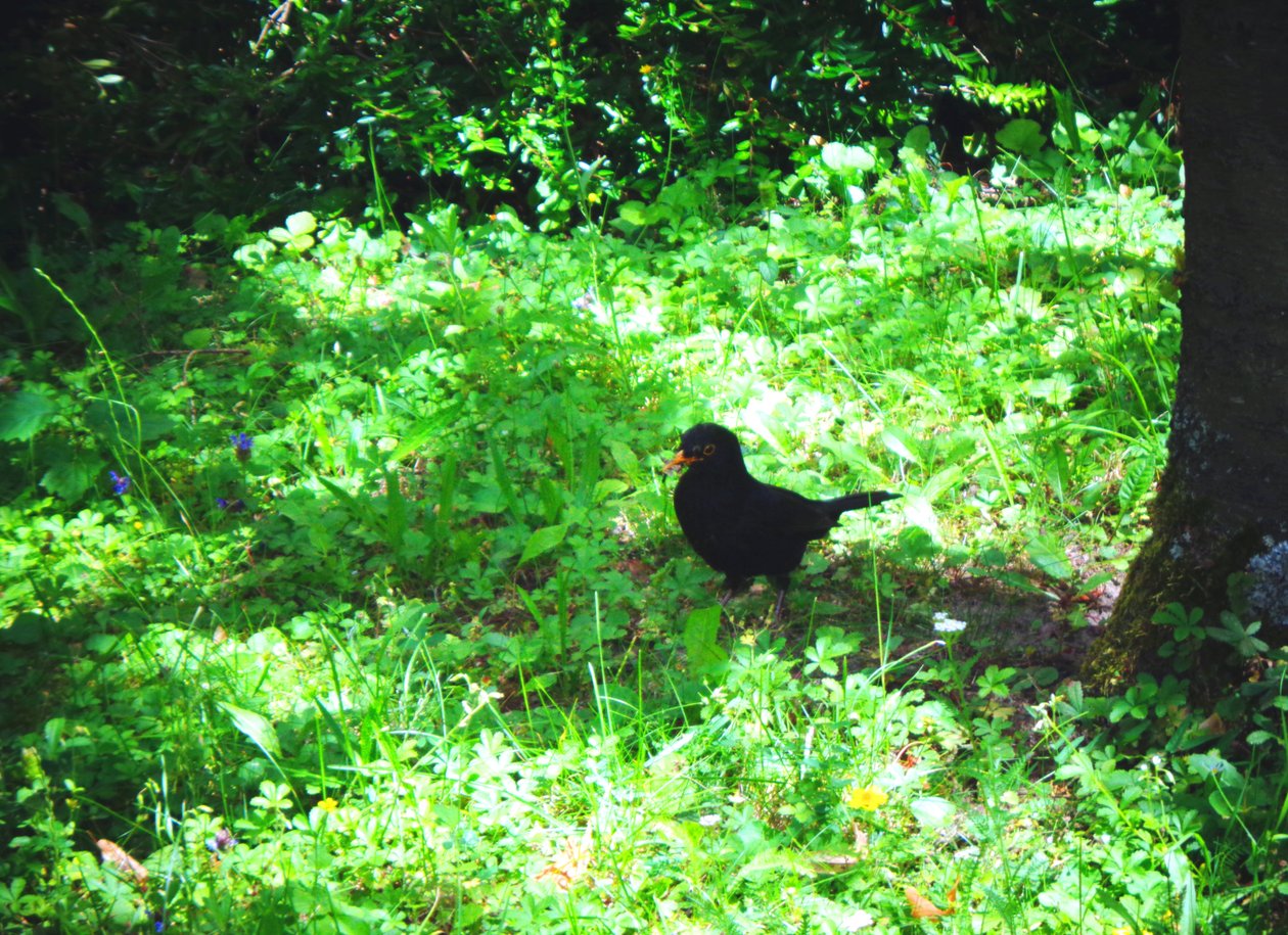 Le merle un jour d