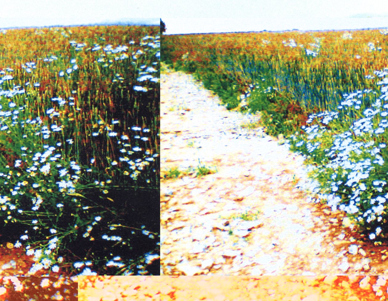 Chemin de campagne - Martina Konitzky
