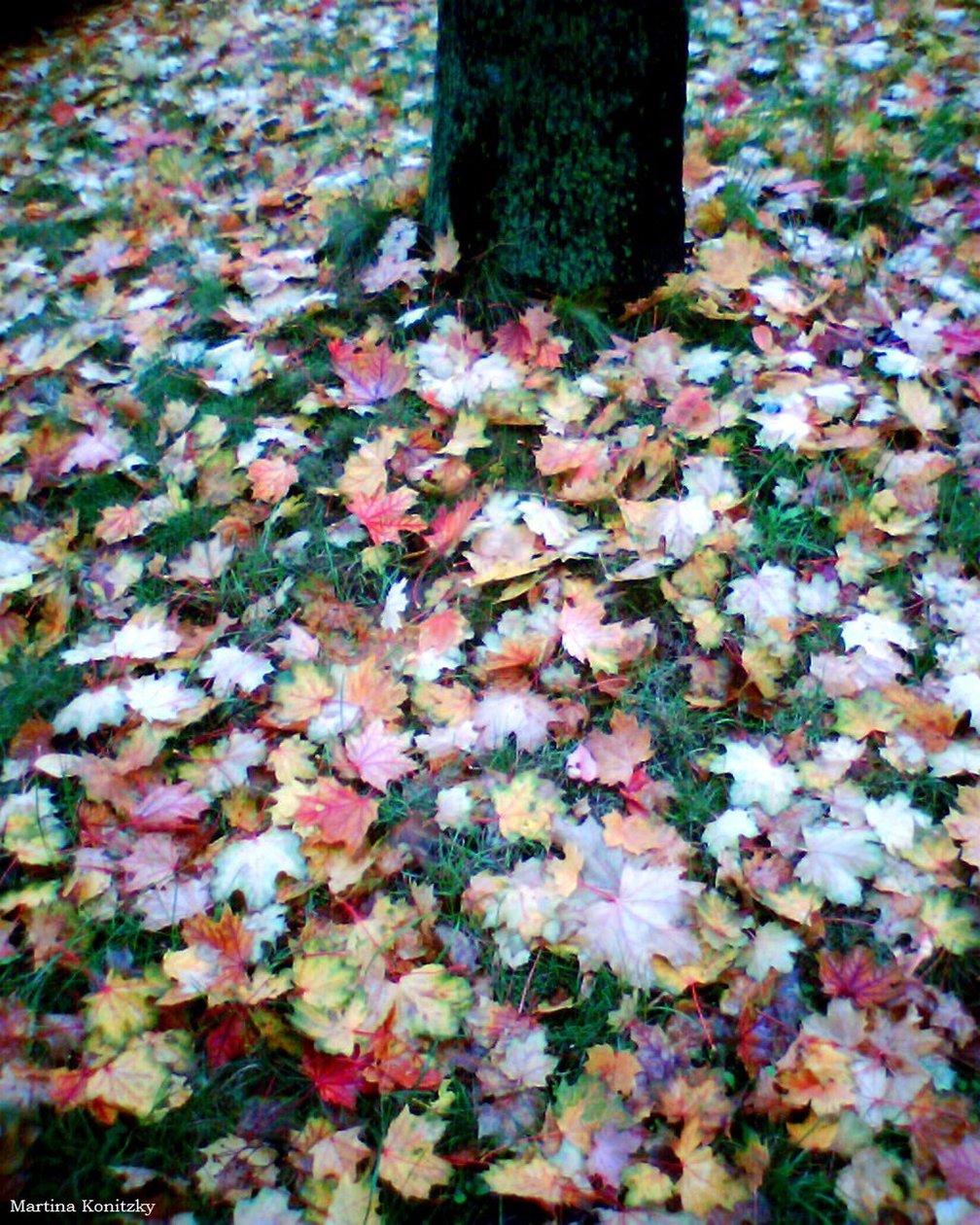 Automne - Martina Konitzky