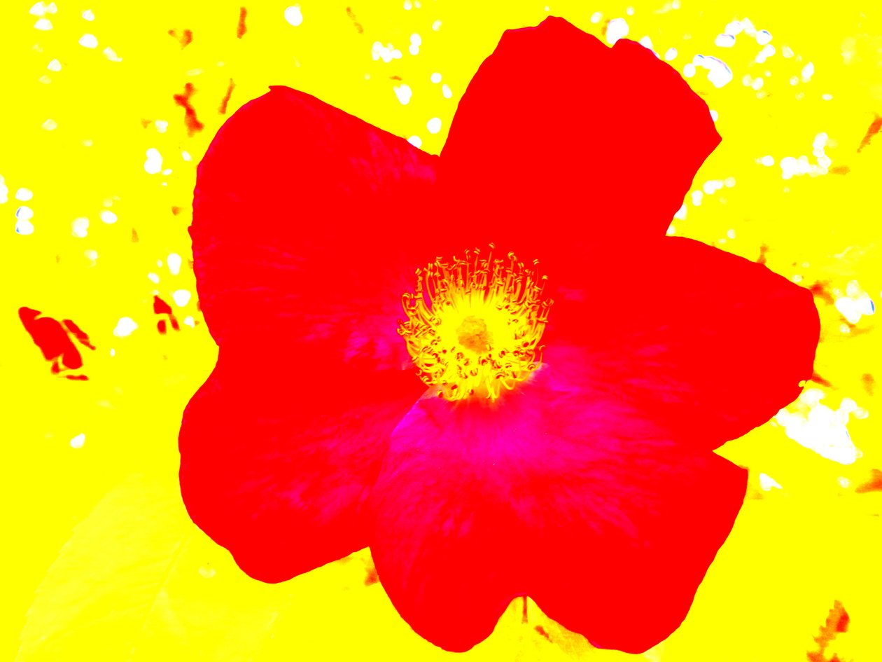 Pop art hommage à Andy Warhol - Martina Konitzky