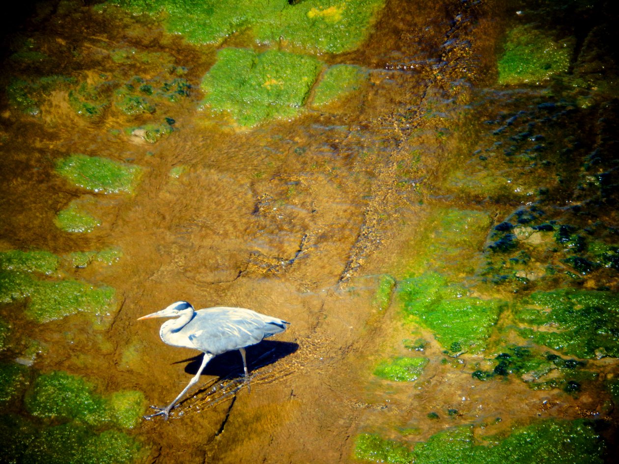 Oiseau au bord de la rivière - Martina Konitzky