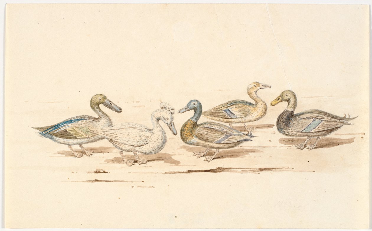 Études de différents types de canards - Martinus Rørbye