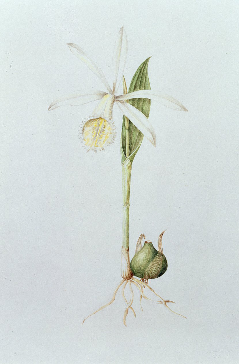 Pleione Formosana Alba - Mary Kenyon-Slaney