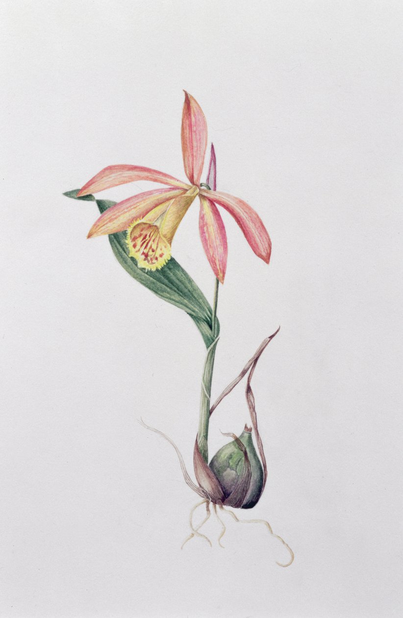Pleione Zeus Wildstein - Mary Kenyon Slaney