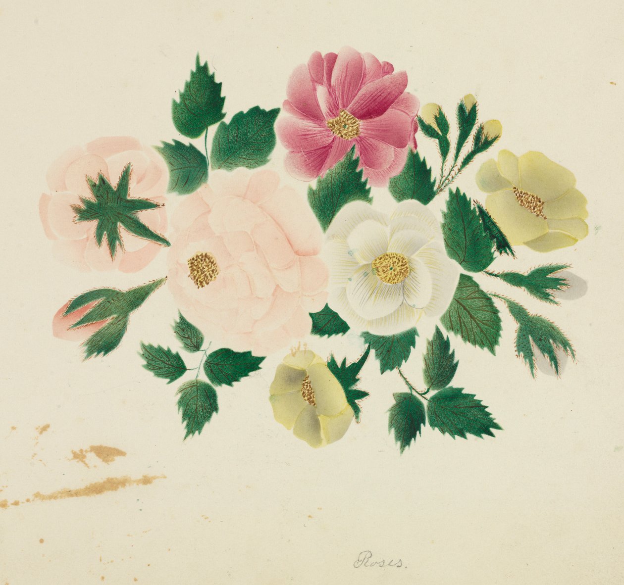 Roses de juin - Mary Altha Nims