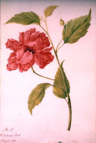 Fleur de style pivoine - Mary Granville (attr.) Delany
