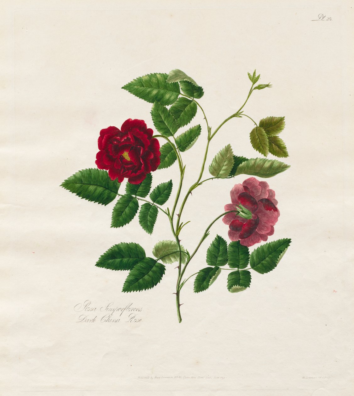 Collection de roses d