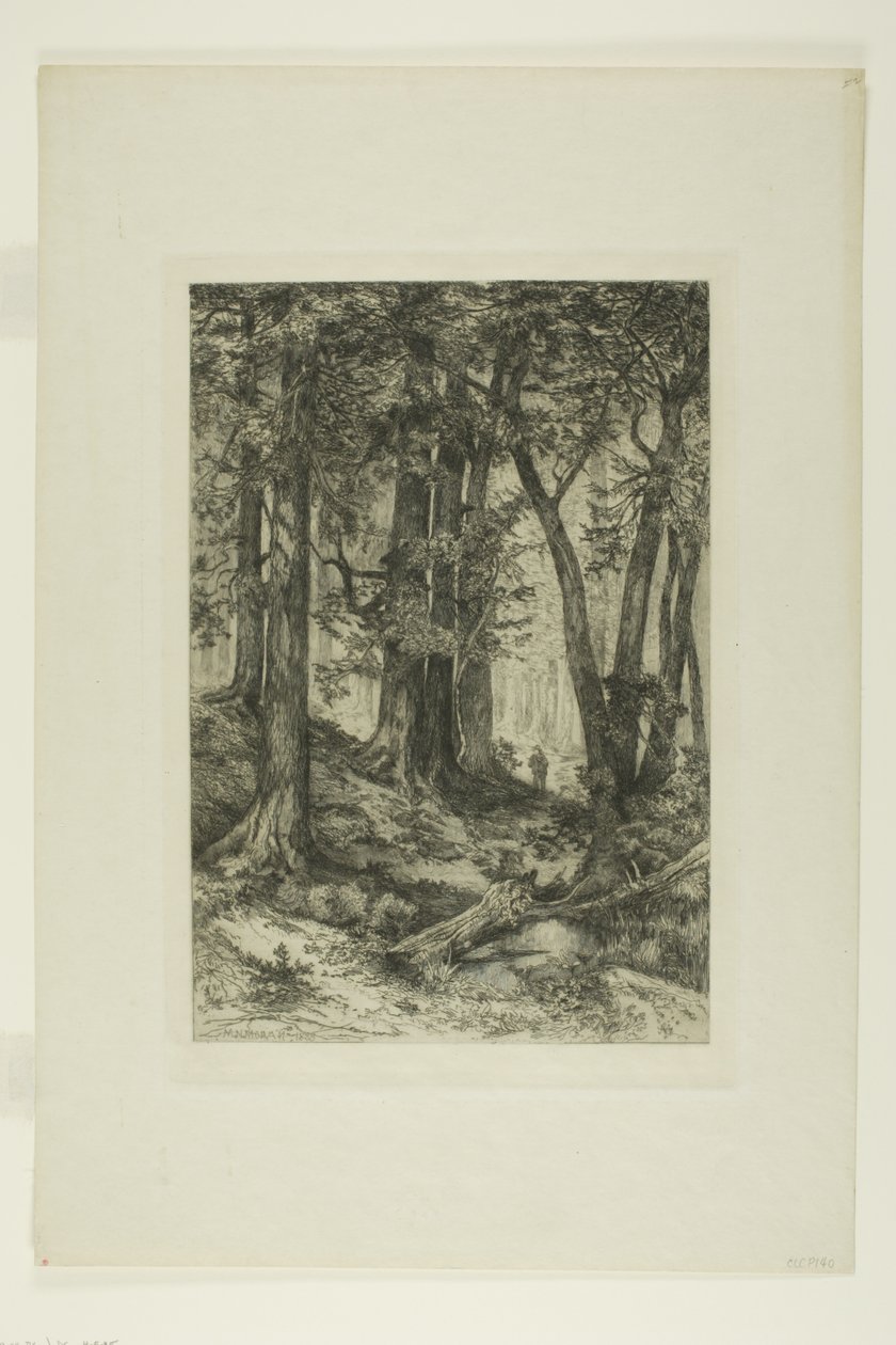 Une forêt en Californie - Mary Nimmo Moran