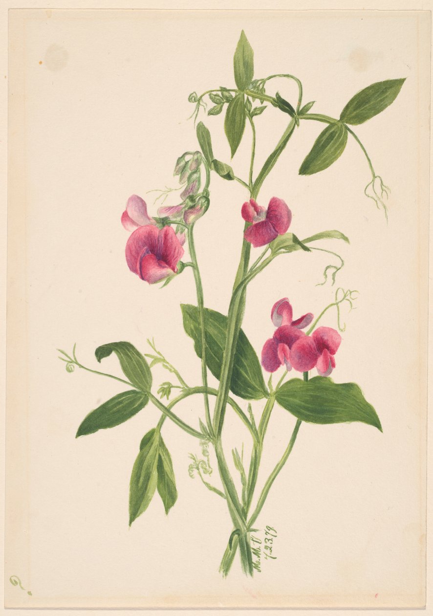 (Sans titre--Étude de fleurs) - Mary Vaux Walcott