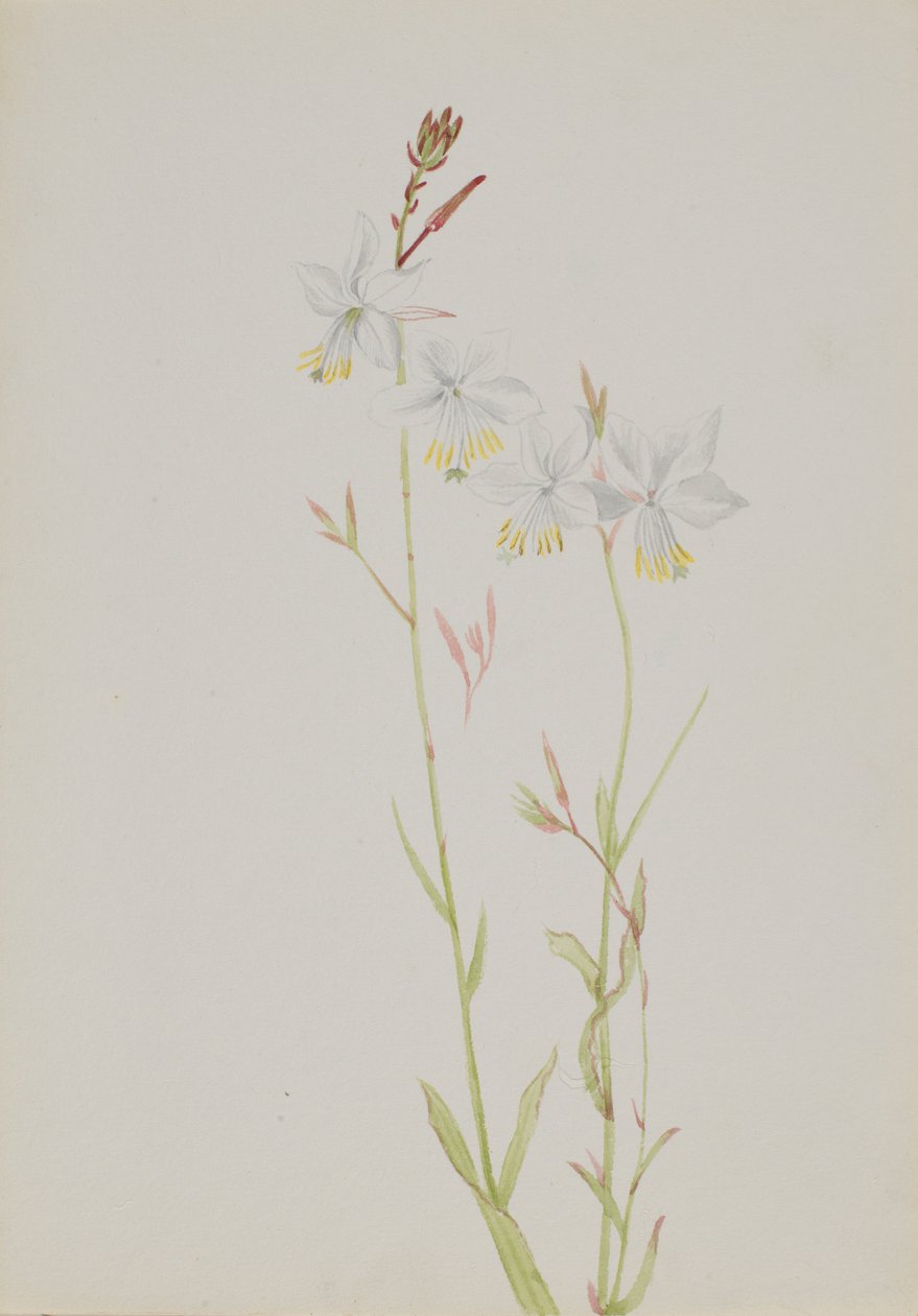 (Sans titre--Étude de fleurs) - Mary Vaux Walcott