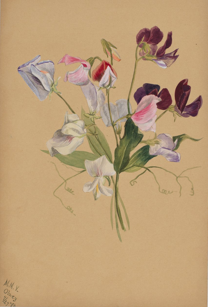 (Sans titre--Étude de fleurs) - Mary Vaux Walcott