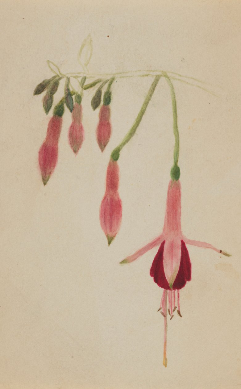 (Sans titre--Étude de fleurs) - Mary Vaux Walcott