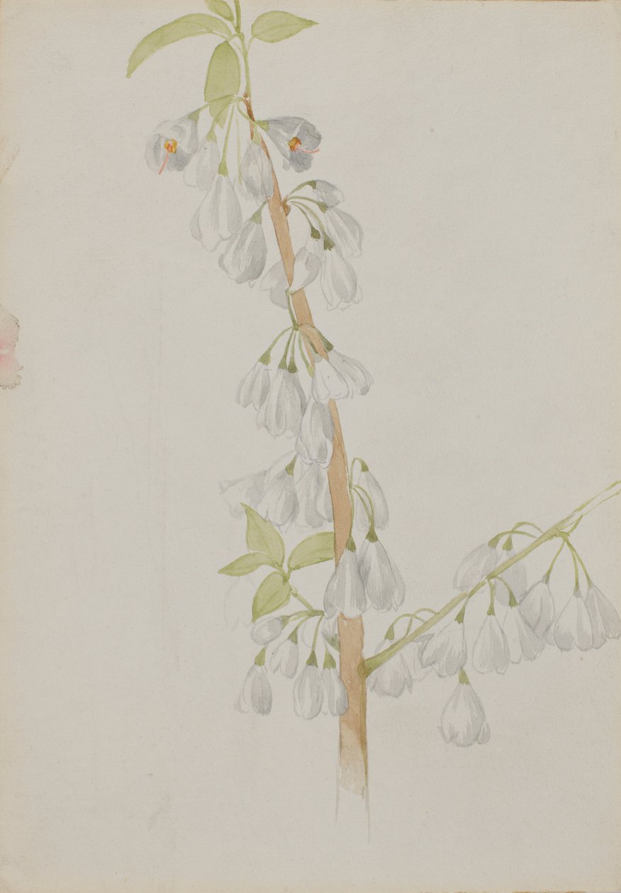 (Sans titre--Étude de fleurs) - Mary Vaux Walcott