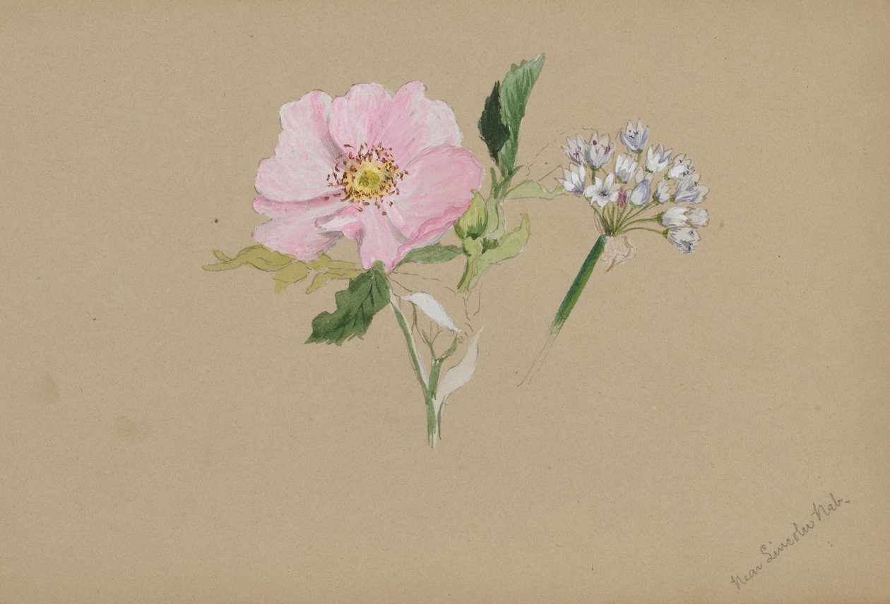 (Sans titre--Étude de fleurs) - Mary Vaux Walcott