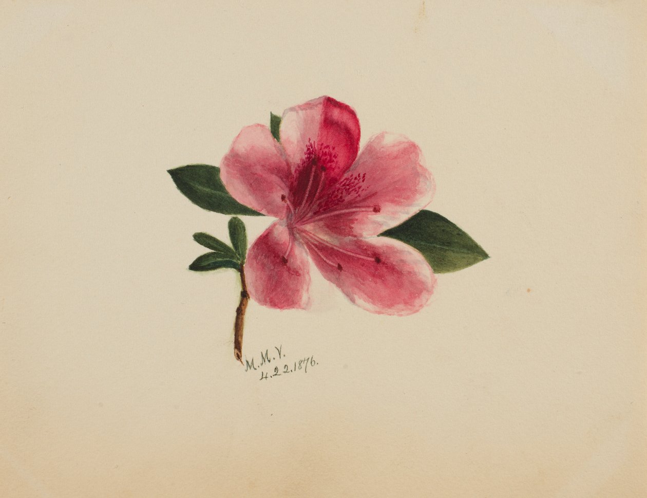 (Sans titre--Étude de fleurs) - Mary Vaux Walcott