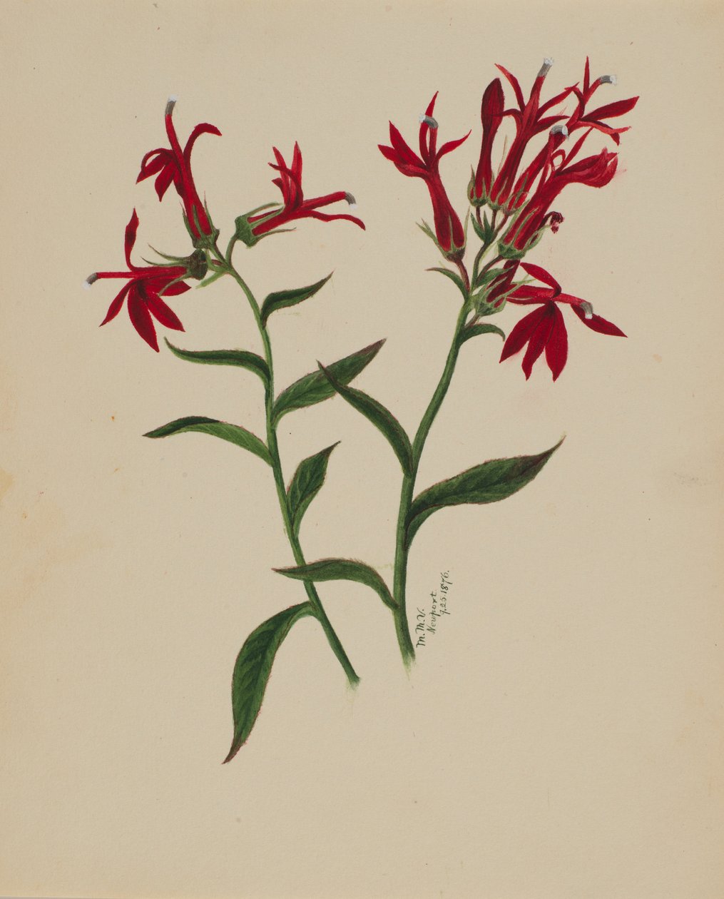 (Sans titre--Étude de fleurs) - Mary Vaux Walcott