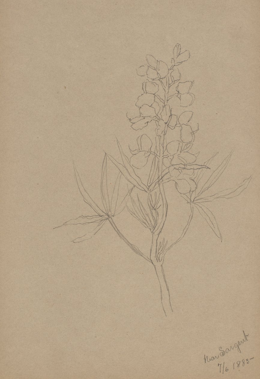 (Sans titre--Étude de fleurs) - Mary Vaux Walcott