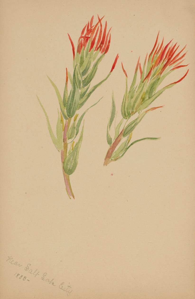 (Sans titre - Étude de plantes) - Mary Vaux Walcott