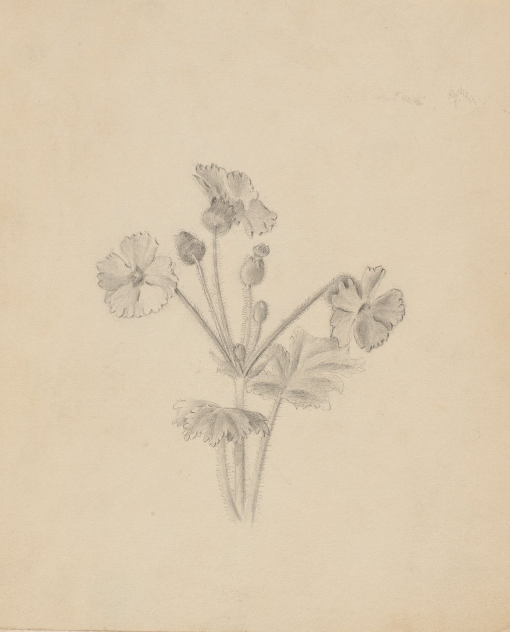 (Sans titre - Étude de plantes) - Mary Vaux Walcott