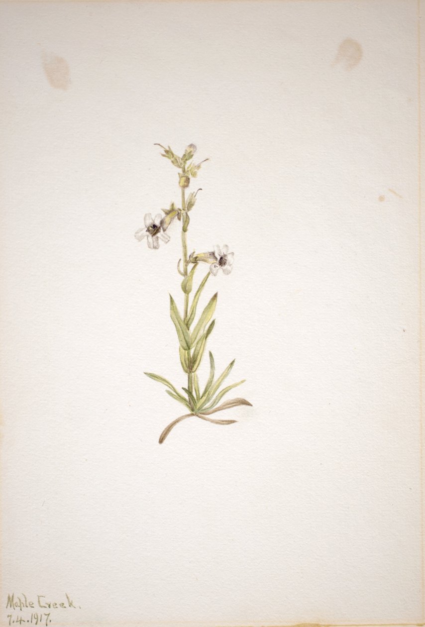 (Sans titre - Étude de plantes) - Mary Vaux Walcott