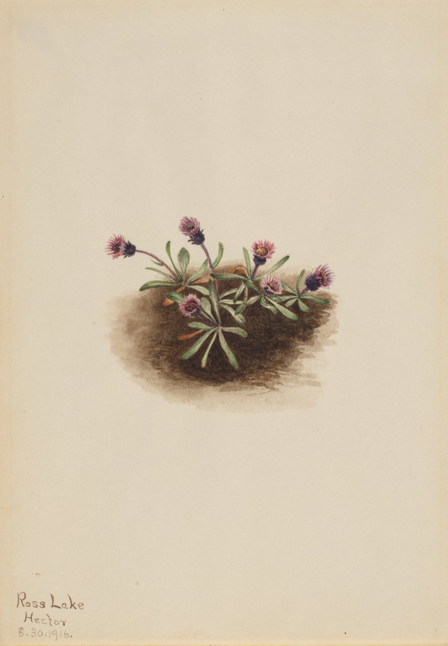 Erigeron unalaschcensis - Mary Vaux Walcott
