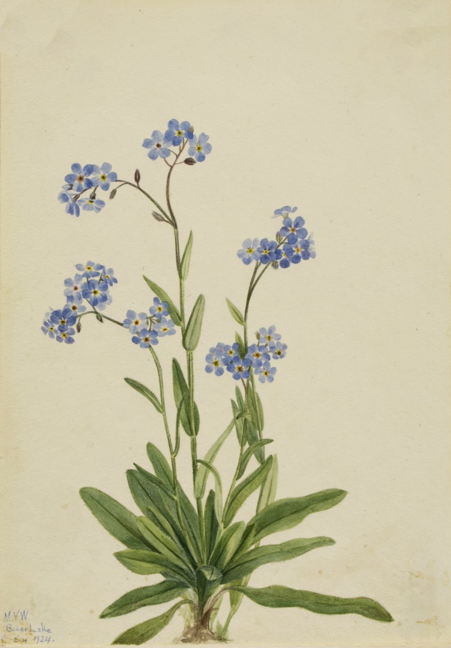 Myosotis des Alpes Myosotis alpestris, 1924 - Mary Vaux Walcott