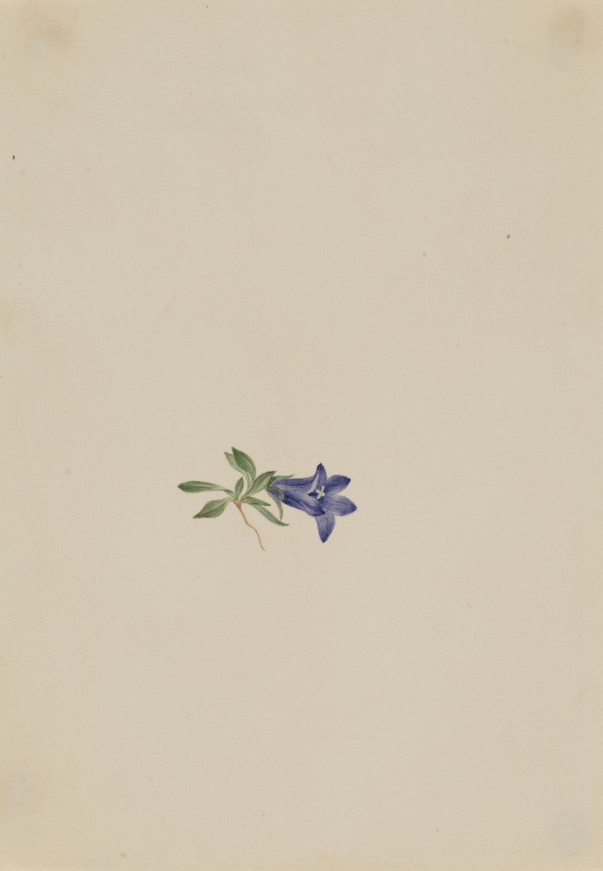 Campanule des Alpes (Campanula lasiocarpa) - Mary Vaux Walcott