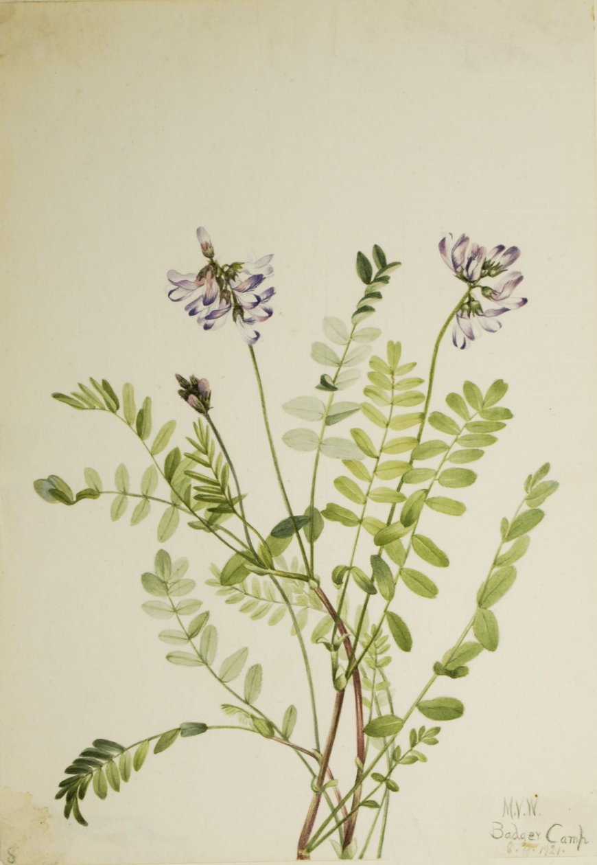 Astragale des Alpes (Astragalus alpinus) - Mary Vaux Walcott